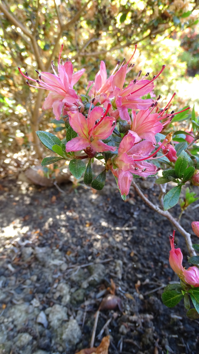 Unnamed nakaharae hybrid with retained corolla